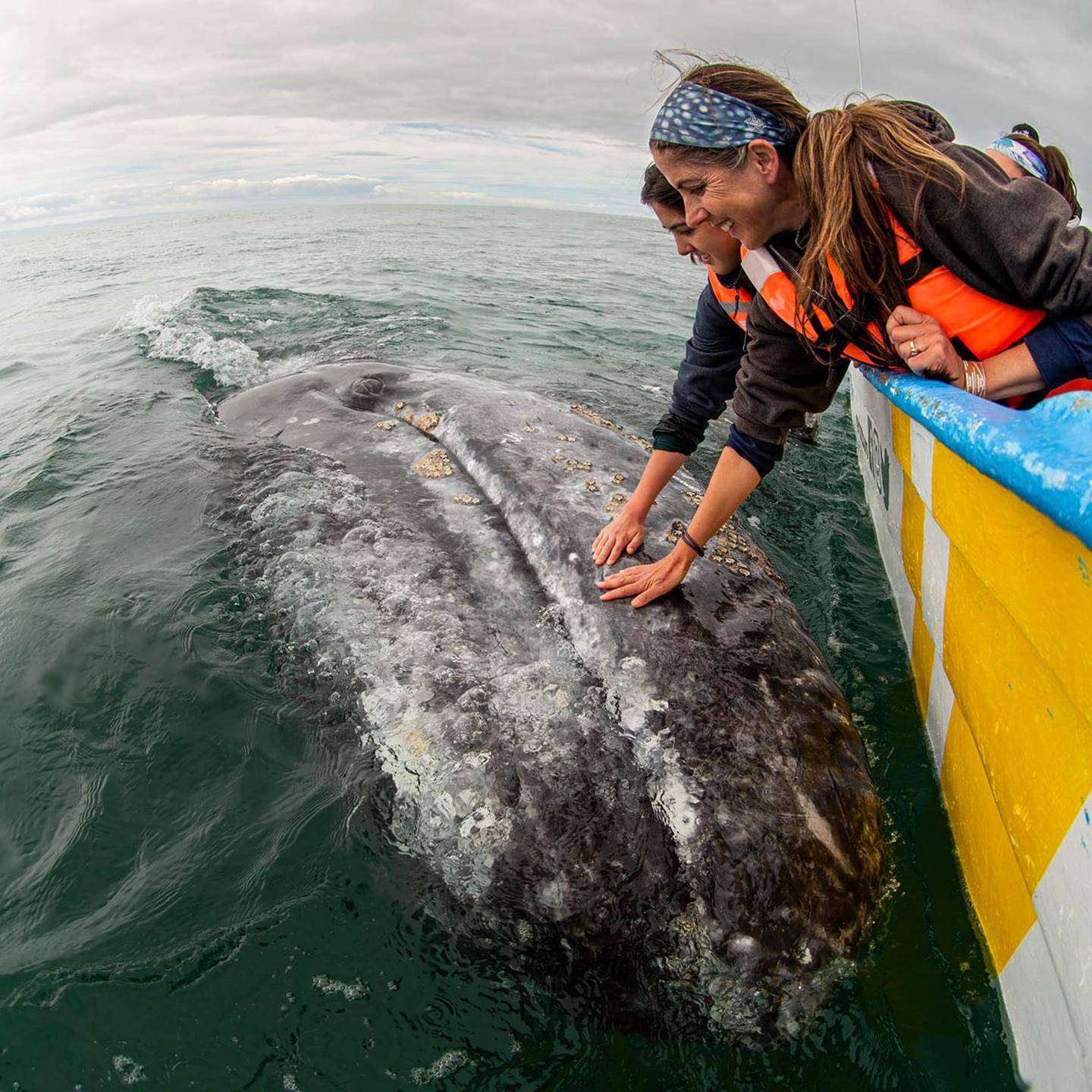 Mutiple media - Gray whales in Baja Mexico