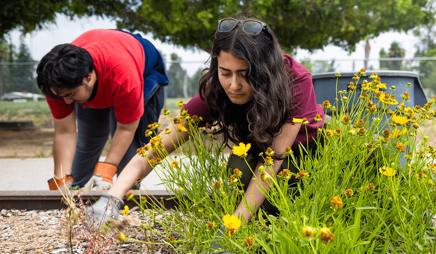 students farming at Sustainable University of Redlands Farm (S.U.R.F)