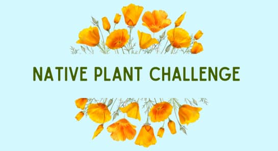 native-plant-challenge-2