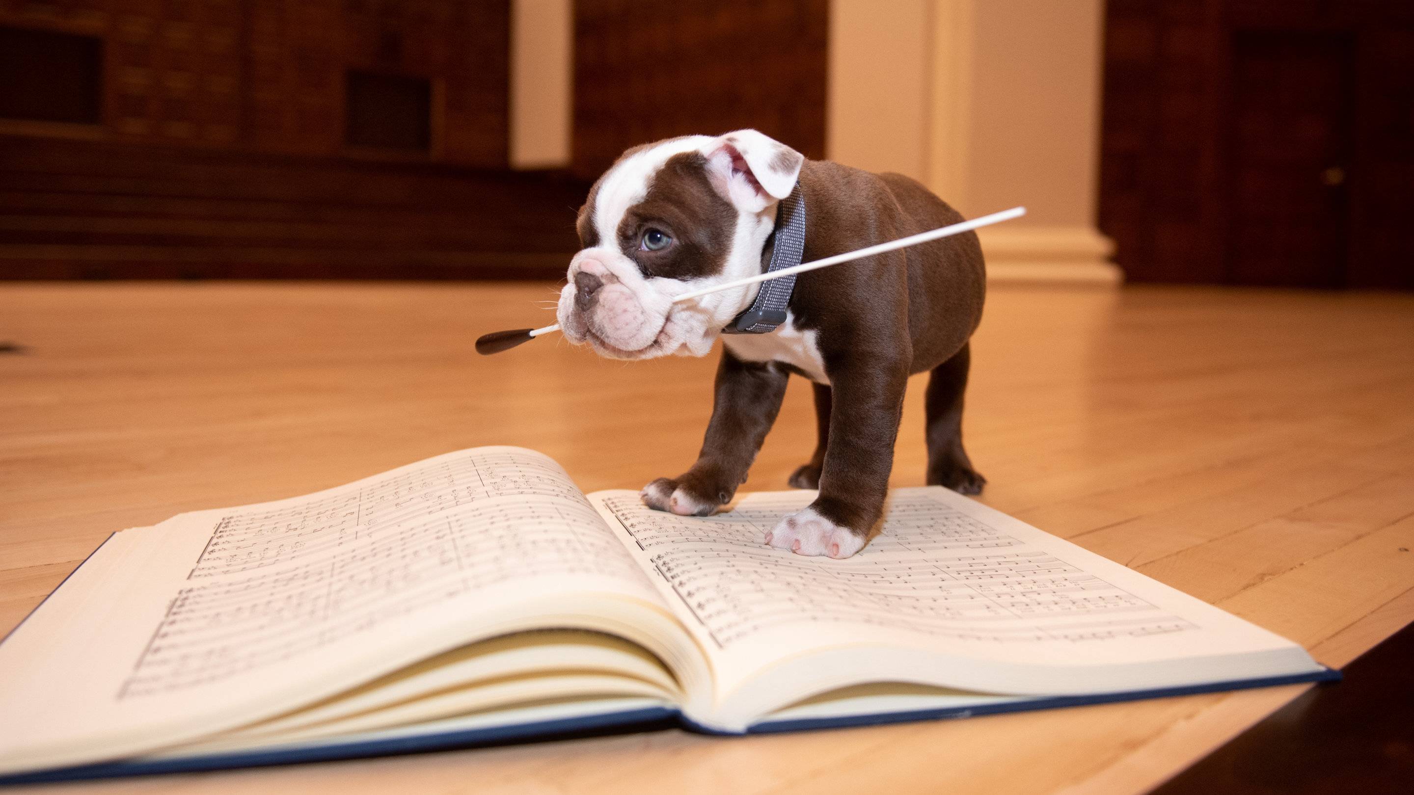 a puppy standing on a book