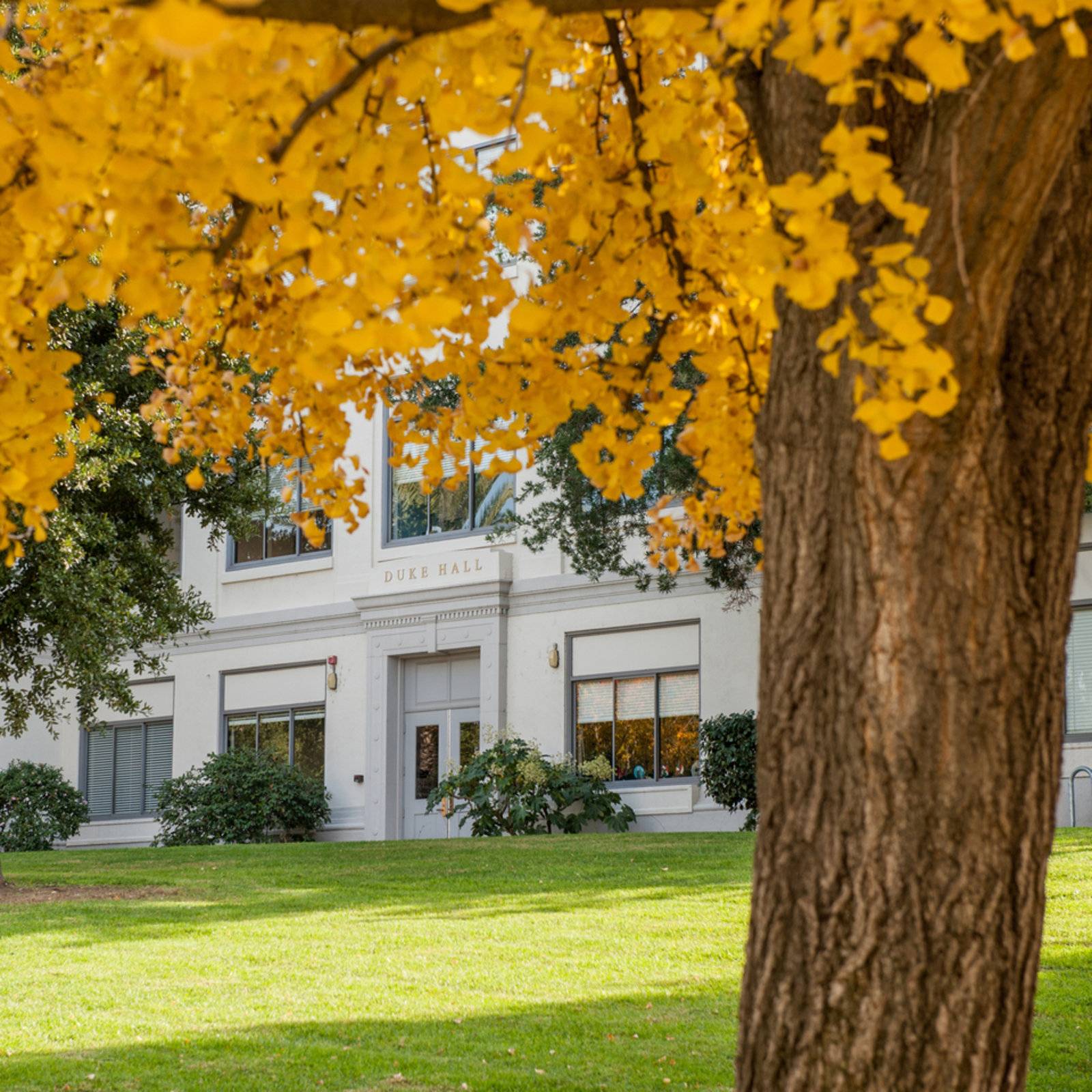 a tree in front of a building