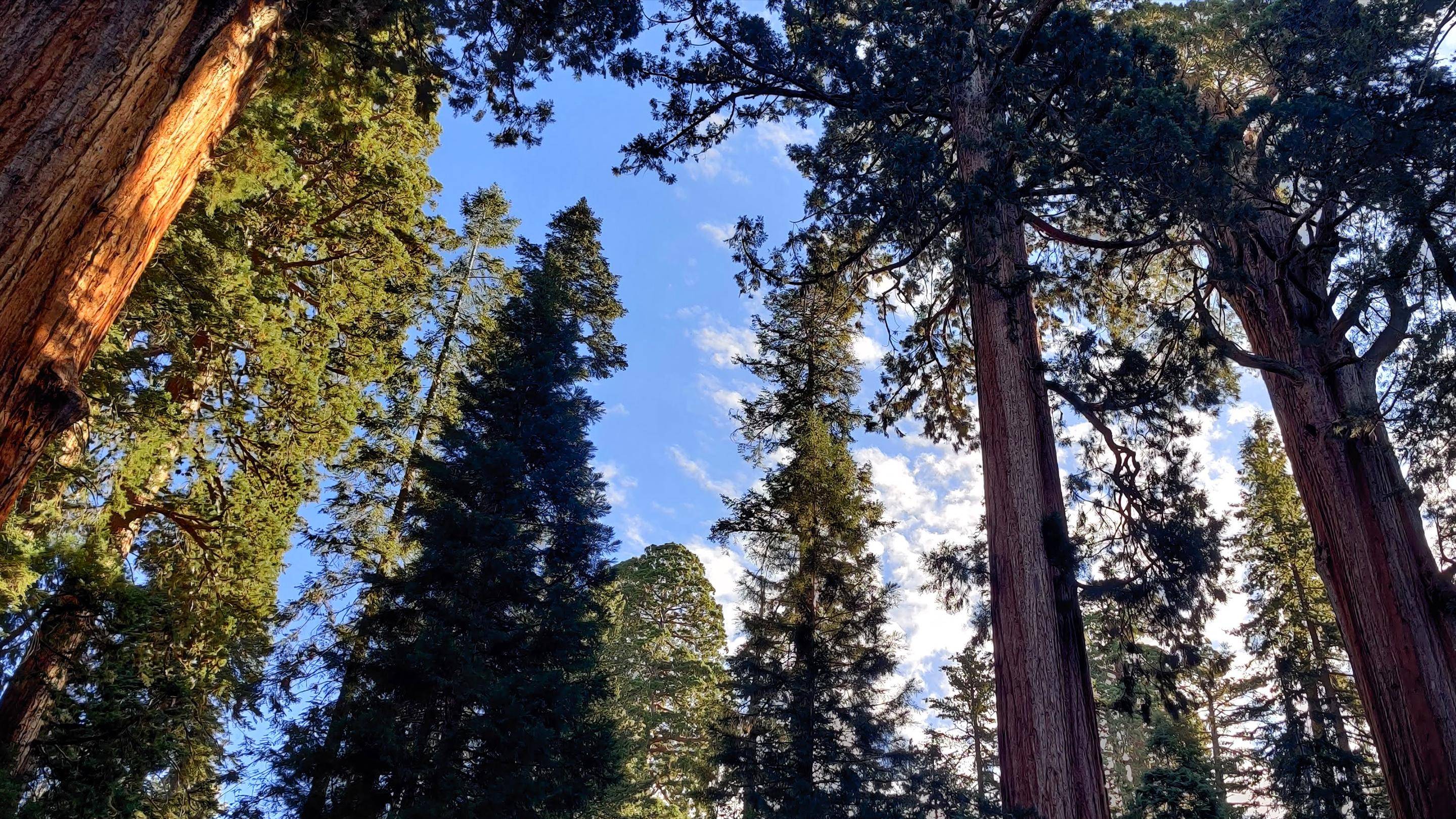 Media masthead - Image of trees