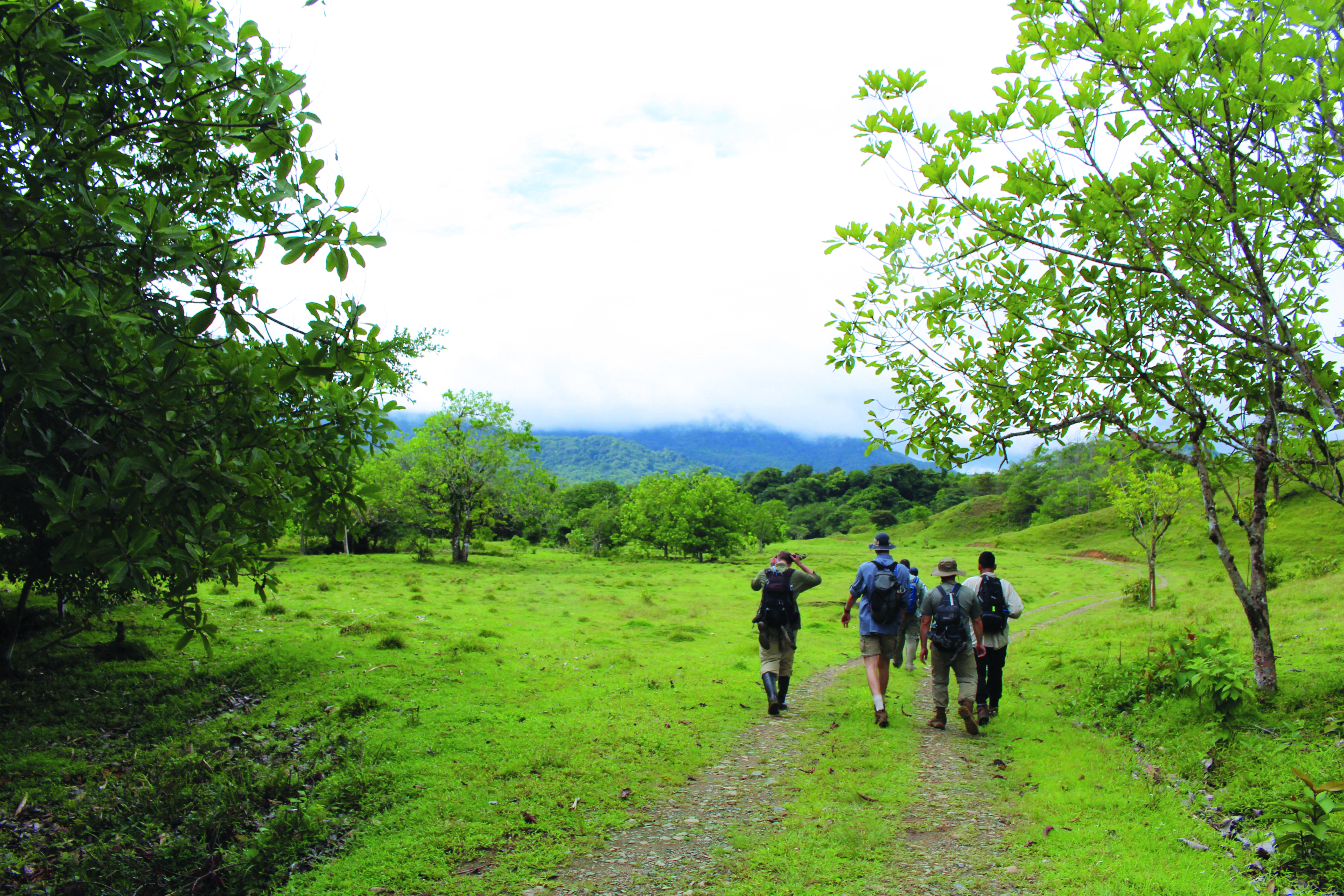 a group of people walking on a path in a grassy area